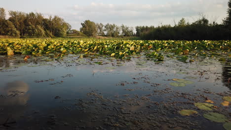 Motion-time-lapse-of-summer-pond-surface,-vegetation,-and-fast-moving-clouds