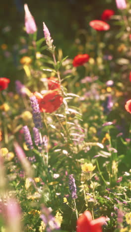 beautiful wildflowers blooming in a meadow