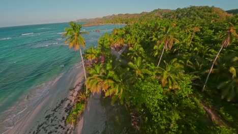 Fpv-drone-flight-over-gold-lighting-palm-trees,-beach-and-Caribbean-sea-during-golden-hour---Playa-Rincon,-Dominican-Republic
