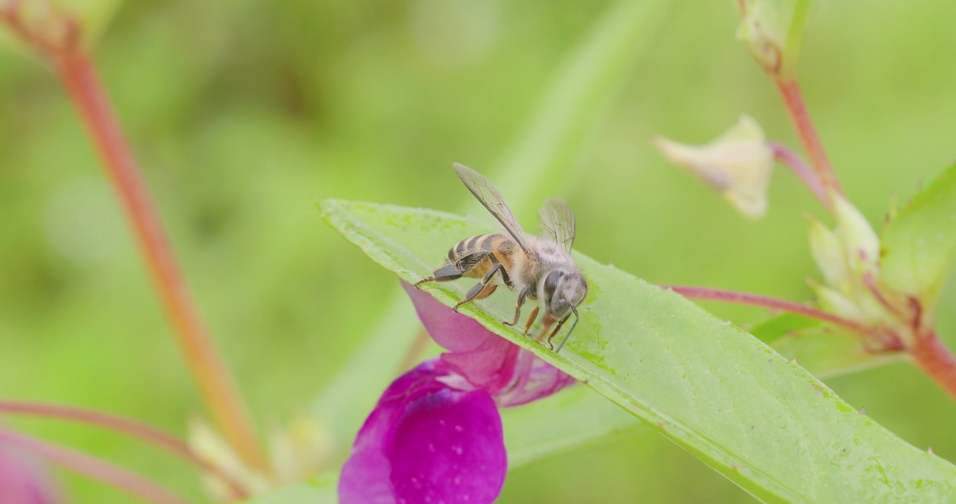 Ape mellifera che cammina su petali di balsamo lavati dalla pioggia; macro dettagliata dell'idratazione del fiore bagnato.