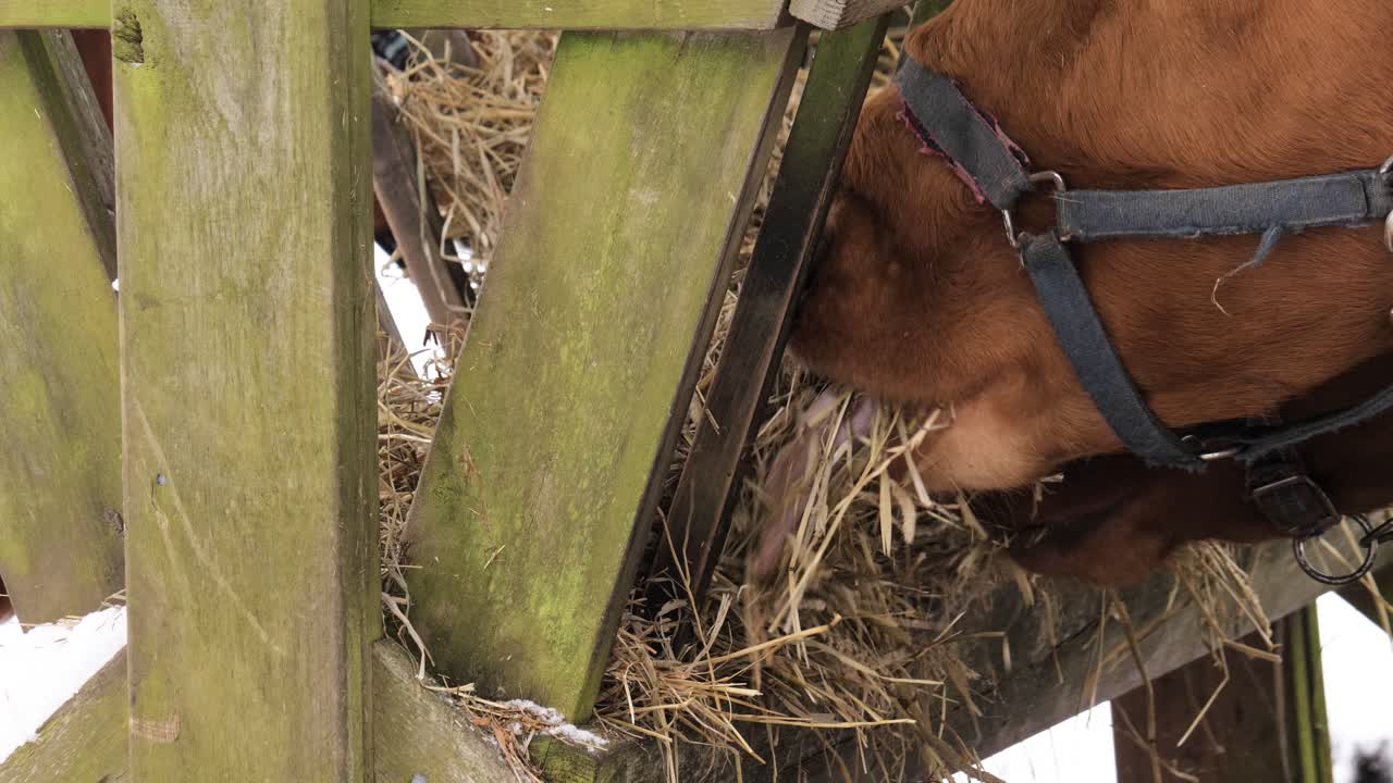 Close up shot of brown horse eating hay during the day in winter, outdoor
