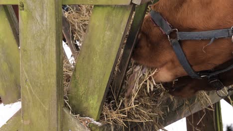 close up shot of brown horse eating hay during the day in winter, outdoor