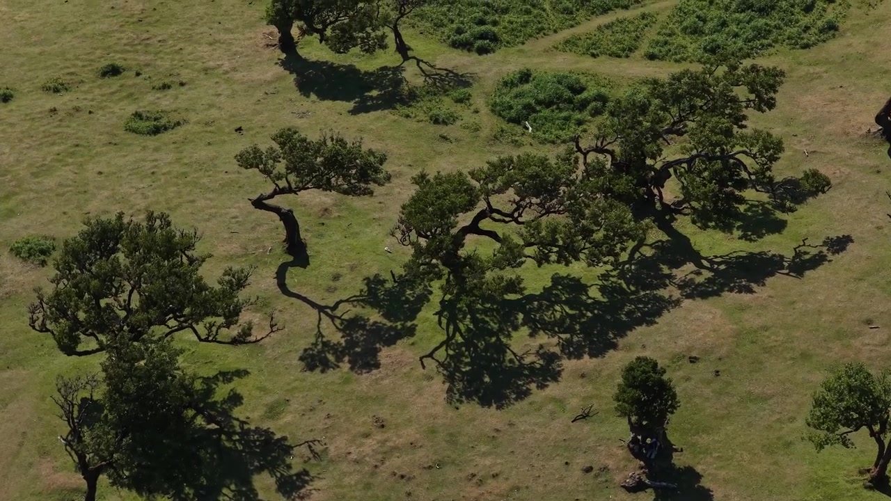 Drone video captures sweeping aerial footage above Fanal forest, showcasing twisted centenary laurel trees, lush green meadows, and textured shadows in bright daylight.