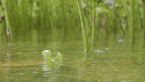 small plant in shallow water