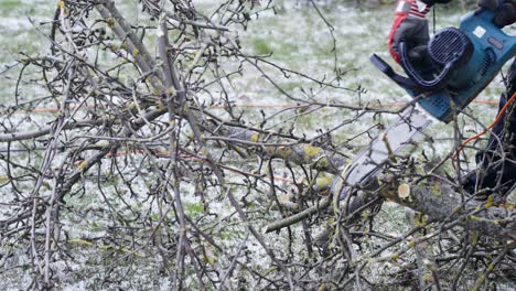 Person-use-electric-chainsaw-to-cut-small-apple-tree-branches