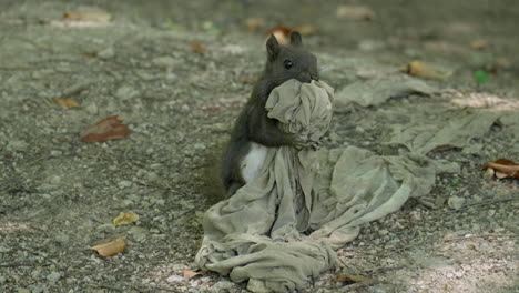 eurasian red squirrel on a ground playing with durty rag cloth