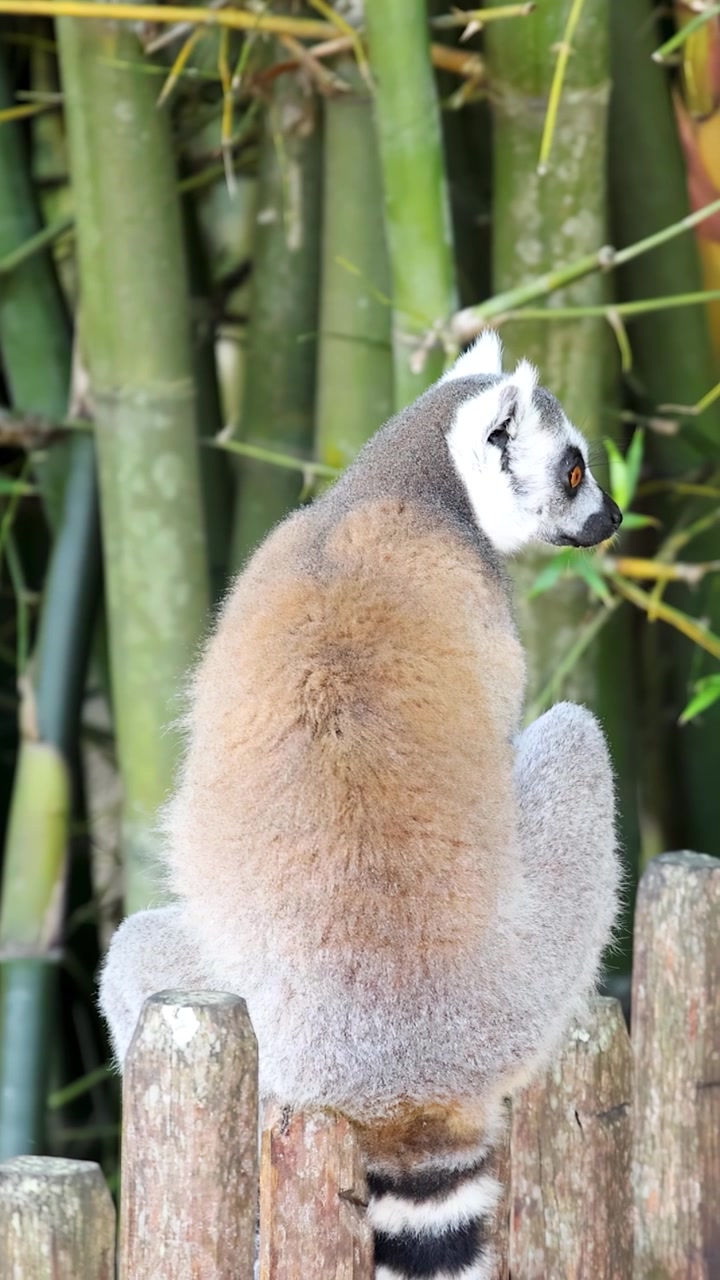 Um lêmure-de-cauda-anelada está sentado calmamente em uma cerca de madeira com um fundo de floresta de bambu.