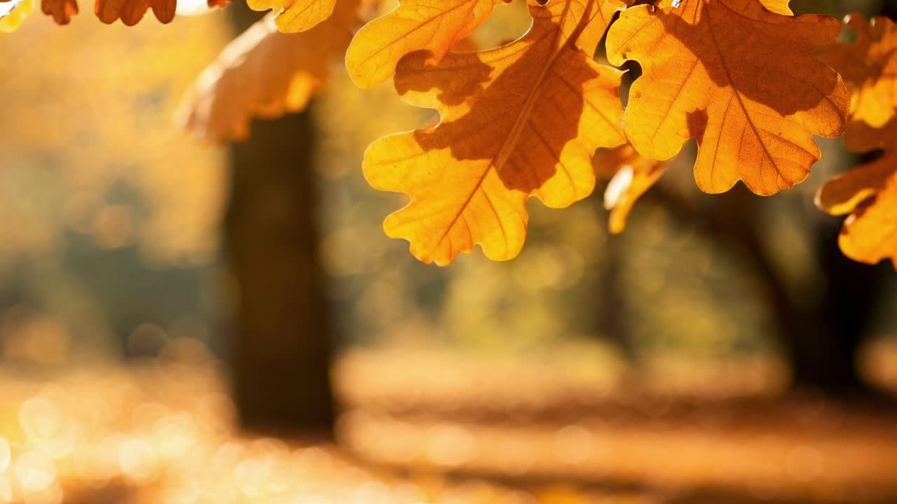 Warm autumn leaves in soft focus, captured from a low angle, evoke a serene, cinematic video style