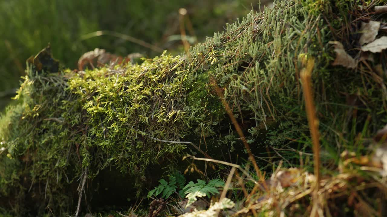 un tronco de árbol en el suelo del bosque está resaltado por suaves rayos de luz y cubierto de exuberante musgo verde, líquenes, helechos y hojas