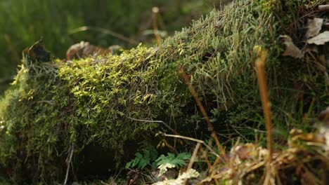 a tree log on the forest floor is highlighted by gentle shafts of light and covered in lush green moss, lichens, ferns and leaves