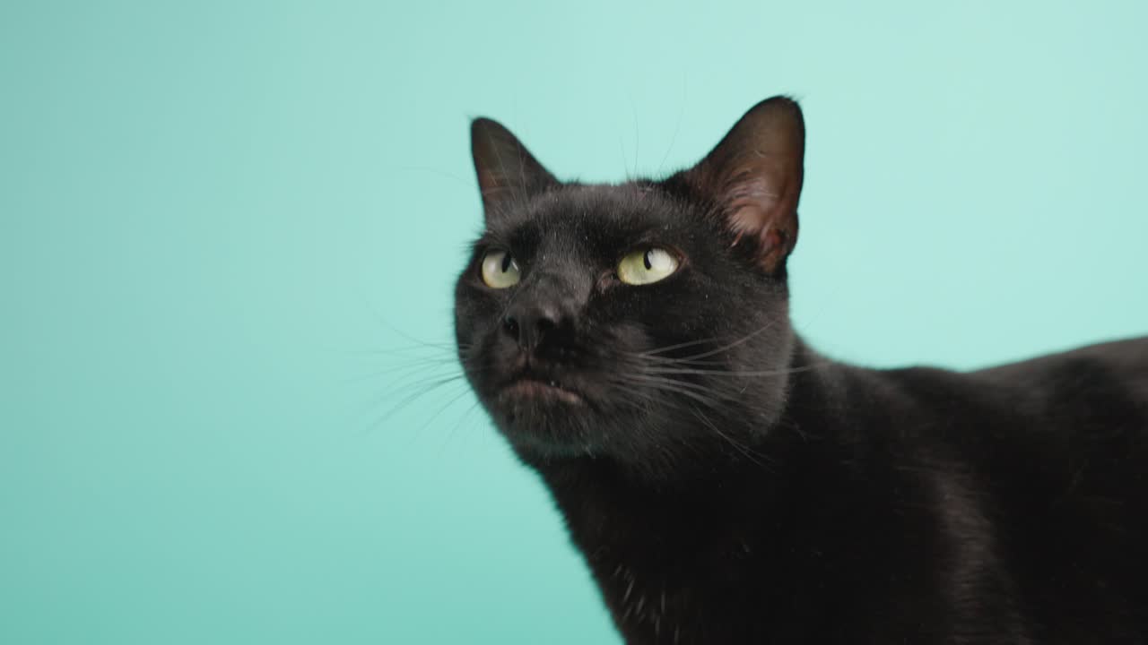 Black cat meowing and looking up on turquoise background