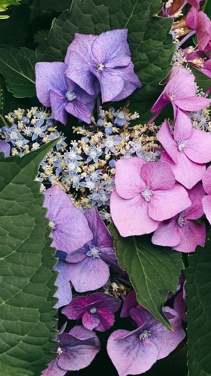 Close-up of Beautiful Purple and Pink Hydrangea Flowers