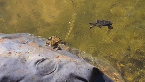 One-frog-is-sunbathing-and-other-one-is-going-underwater-to-cool-down