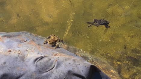 one frog is sunbathing and other one is going underwater to cool down