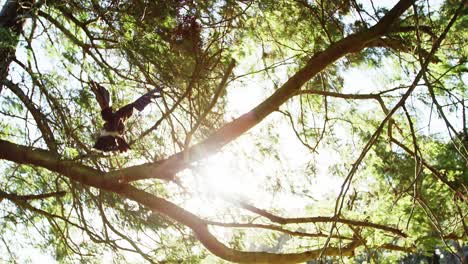 Águila-Halcón-Posada-En-La-Rama-De-Un-árbol