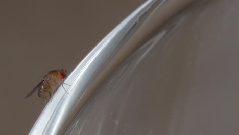 fruit fly in bottom right third of frame crawls along edge of rim light plastic clear surface