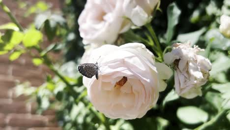 Eine-Seraph-Motte-Sitzt-Auf-Einer-Blassrosa-Rose-In-Arizona-Und-Fliegt-Dann-Davon