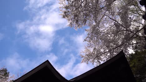 looking up at beautiful sakura cherry blossom trees and temple roof silhouette against blue and cloudy sky