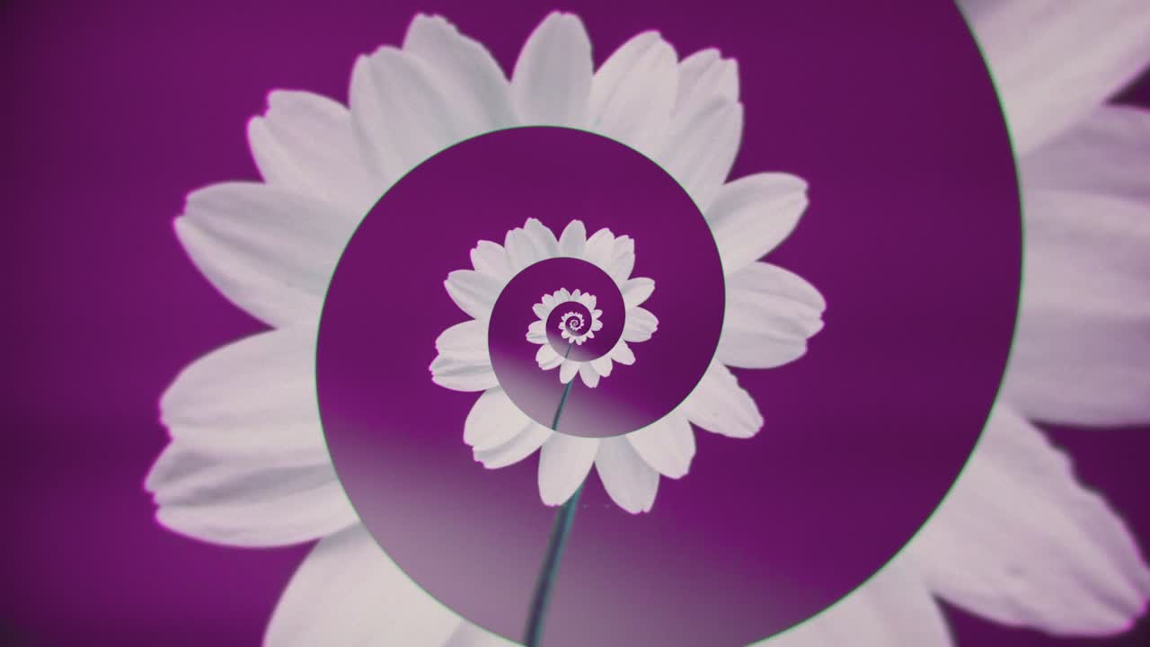 보라색의 나선형 꽃