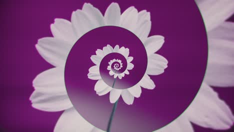 flor en espiral en púrpura