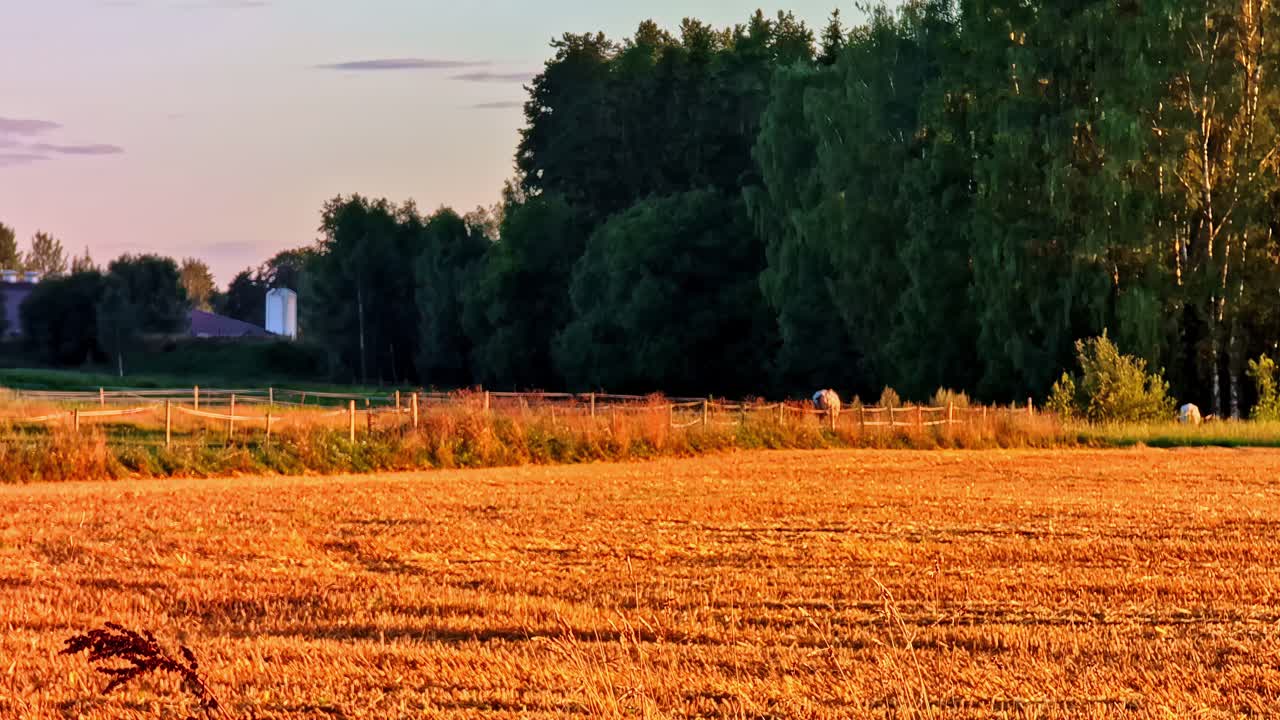 Sunset over golden stubble field with forest edge and grazing horses in Latvia