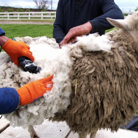 cutting wool with electric clipper. male farmer shearing sheep on a farm outdoors. traditional shearing sheep for production of ecological wool