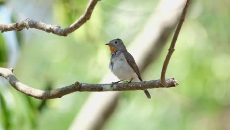 cleaning up and preening its feathers, the red-throated flycatcher ficedula albicilla carefully checking each feather to make sure its clean, inside khao yai national park, thailand