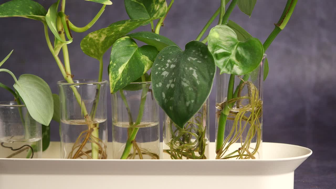 Plant propagation in water