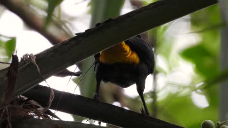 a beautiful yellow-rumped cacique sits on the branches of a tree showing its yellow lower tail feathers in the tropical forest of panama