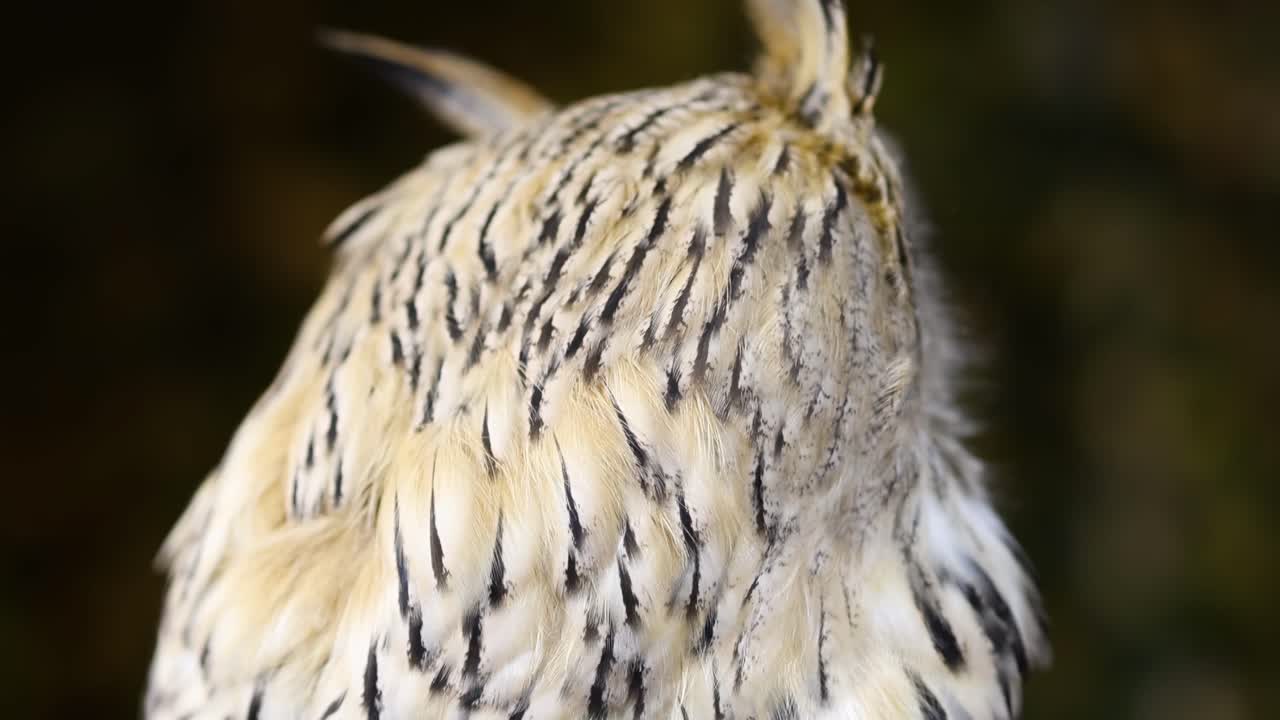 A detailed view of an owl's striking eyes and intricate feather patterns in a natural setting.