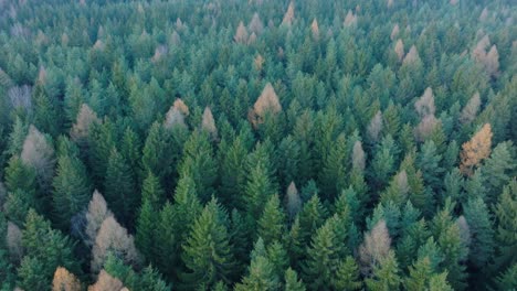 Pine-forest-in-the-morning-in-foggy-weather