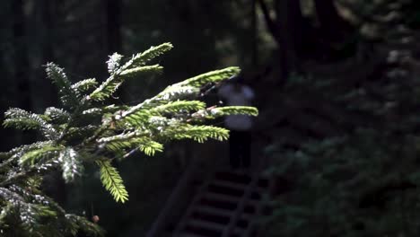 forest pine branch