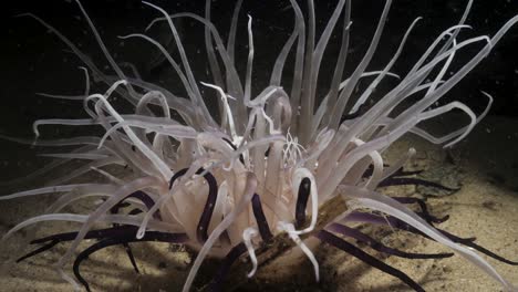 underwater video at night of a large tube anemone lit up by a scuba divers torch feeding by moving its tentacles with the ocean current