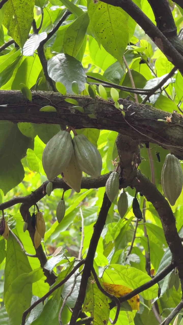 Green Cacao Pods Growing on a Tree Branch