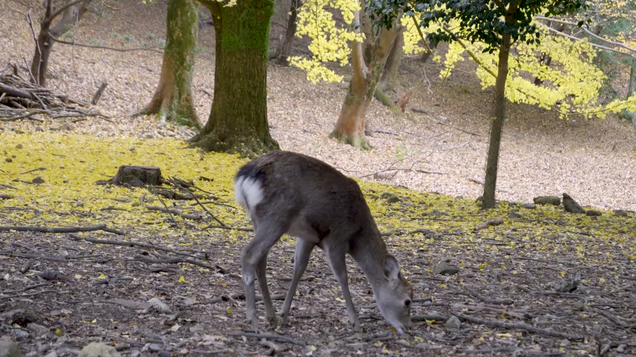Cute deer searching for food on ground before winter during fall season