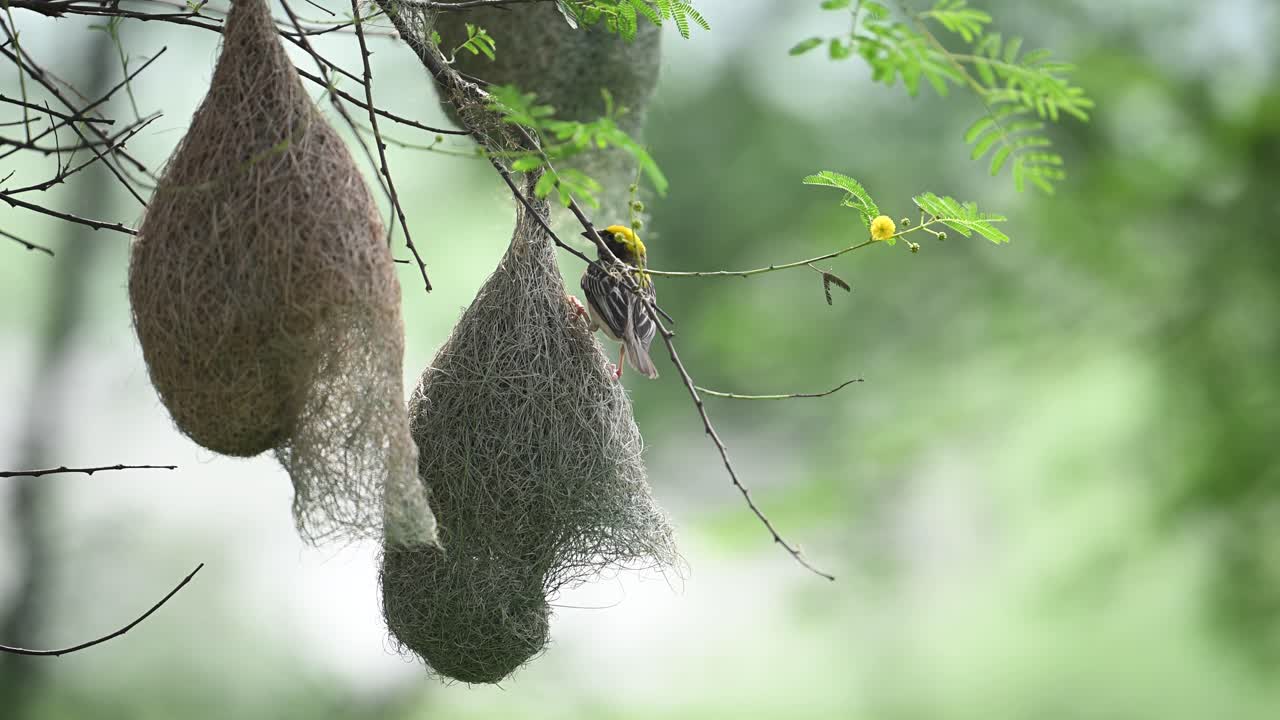 Closeup of male Baya Weaver weaving grass nest at dawn light
