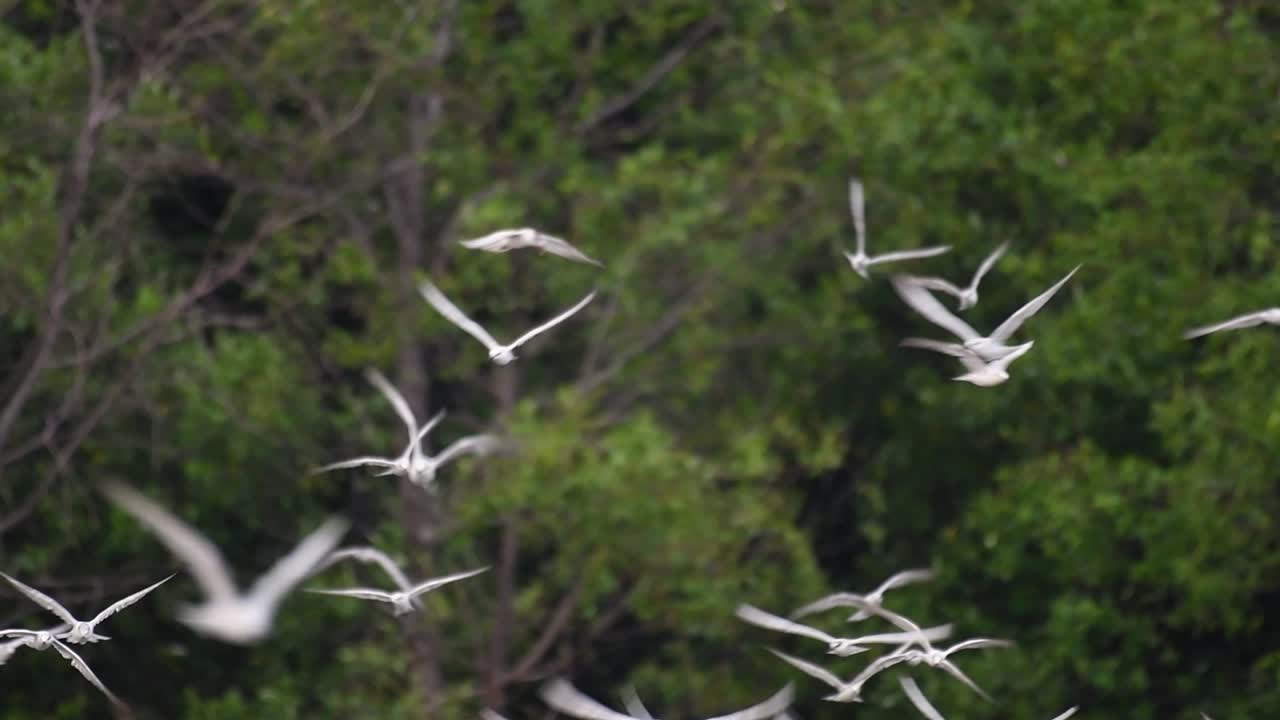 제비갈매기는 전 세계 바다, 강 및 기타 더 넓은 수역에서 볼 수 있는 바닷새입니다.