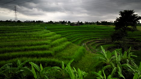 Campos-De-Arroz-En-El-Campo-De-Bali-En-Pendiente-Con-Cables-De-Alimentación-Corriendo,-Aéreo