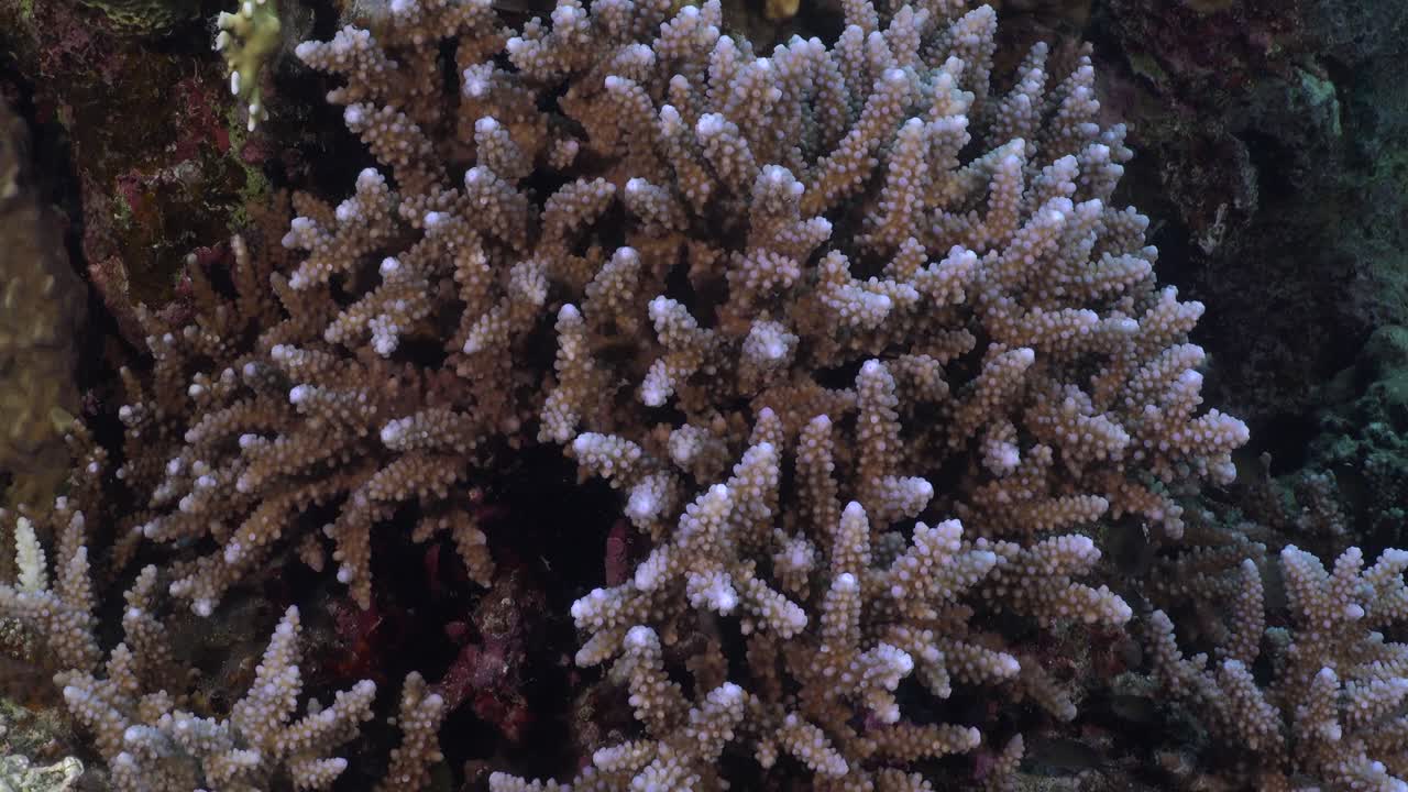 산호초에 있는 스태그호른 산호 (staghorn coral)