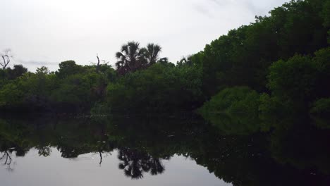 Tiro-Desde-Un-Bote-Del-Manglar-La-Ventanilla,-Oaxaca