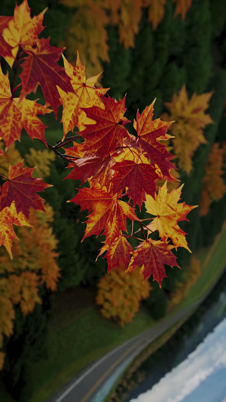Close-up video of vibrant autumn leaves in rich reds and yellows, captured from a high angle
