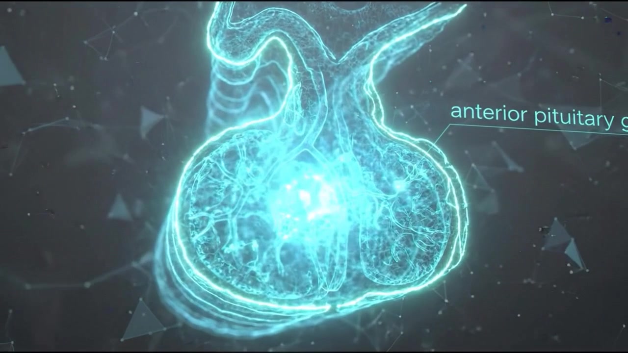 Glowing blue 3D human lungs render with pulmonary airway tree