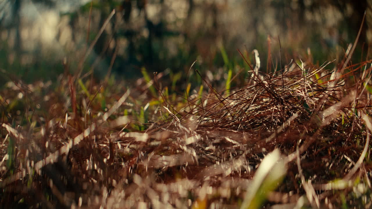 Foot stepping through a forest floor with pine needles