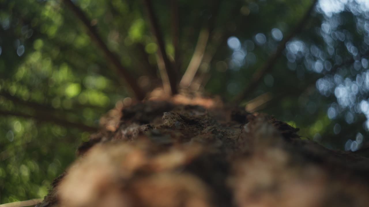 Panning upward shot focusing on the bark of a redwood tree on the trunk with the overstory in the background