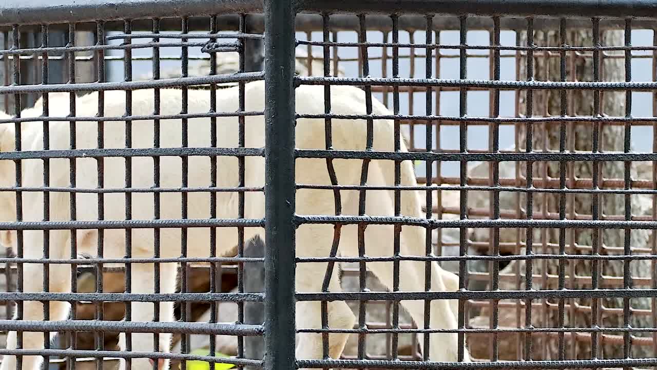 A white lion is seen pacing behind the bars of a zoo enclosure, showcasing its majestic presence.