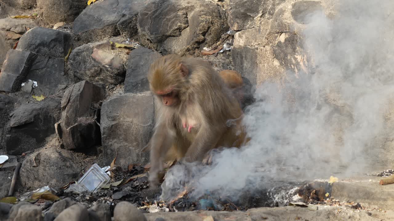 un mono macaco rhesus y un bebé recogiendo un montón de basura humeante y humeante para encontrar algo de comida