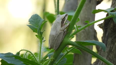 Jumping-frog-relaxing-on-stick-