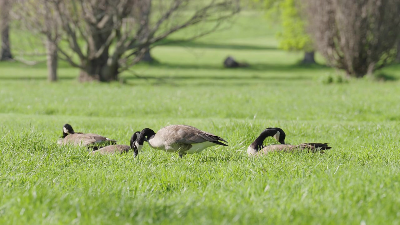 Varios gansos canadienses se alimentan y acicalan en un campo verde vibrante durante un día soleado de primavera. Las aves se mueven naturalmente a través de la hierba alta en un entorno de parque tranquilo.