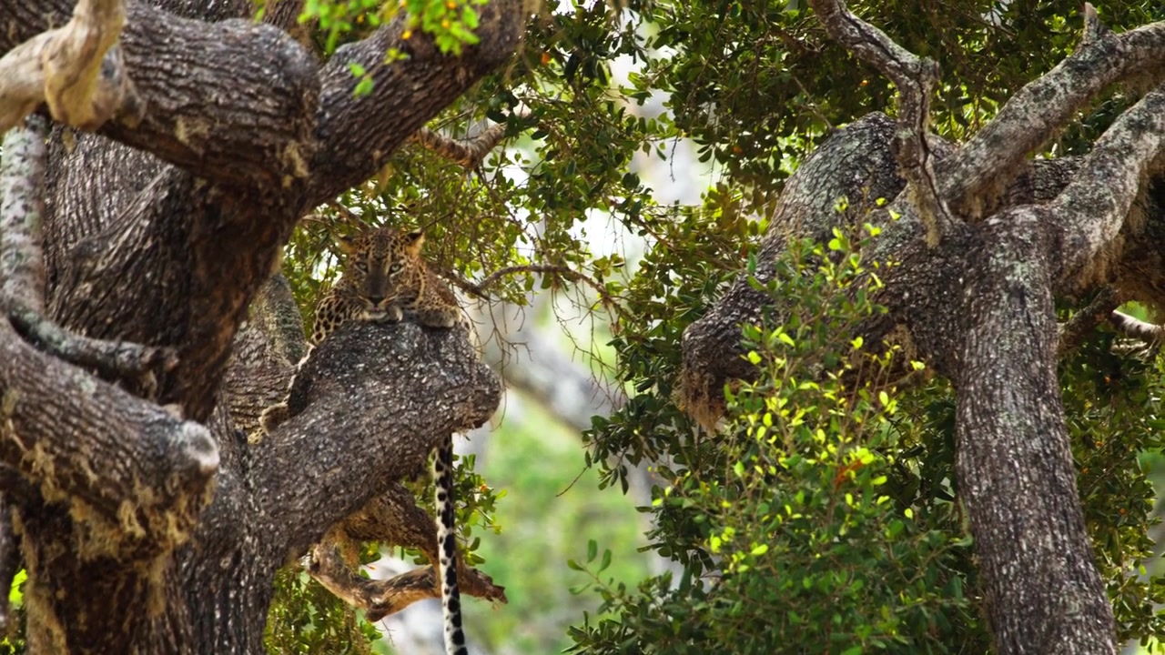 Leopardo selvatico dello Sri Lanka che riposa sul ramo di un grande albero circondato da una fitta vegetazione verde nel suo habitat naturale. Raro comportamento della fauna selvatica catturato in Sri Lanka.