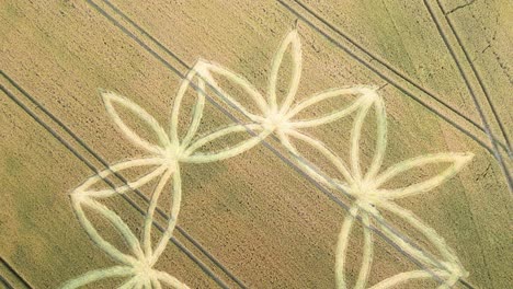 Crop-Circle-In-Wheat-Field-In-Warminster,-England,-UK---aerial-drone-shot